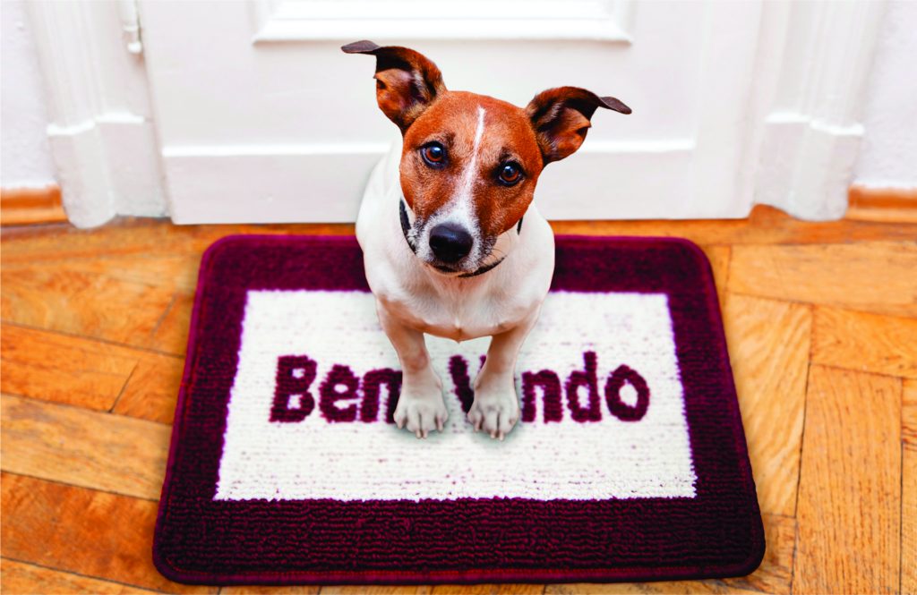 A imagem mostra um cãozinho com o corpo branco e o rosto marrom olhando para a câmera. Ele está sentado sob um tapete de entrada da Astra na cor bordô.