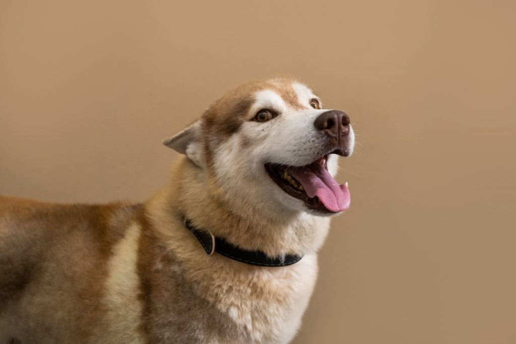 A imagem mostra um cachorro da raça Husky Siberiano, de pelos amarelados. Ele está de lado na imagem, olhando para a câmera e sua boca está aberta. Além disso, há uma coleira preta ao redor do pescoço dele.