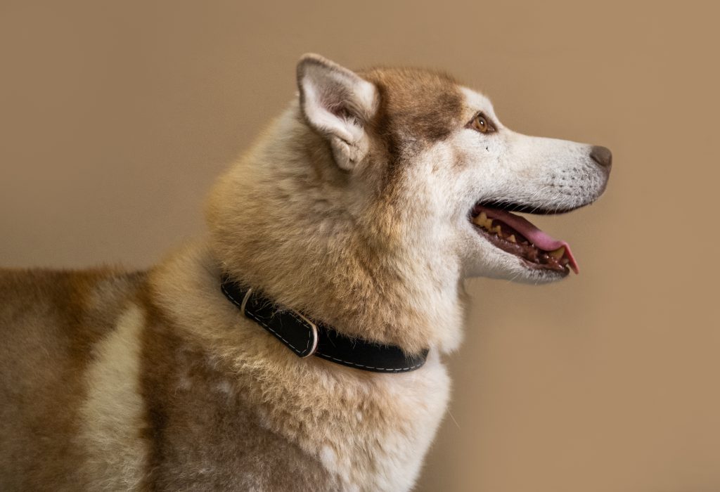 Um cachorro Husky Siberiano aparece de lado. Ele está com a boca aberta, por isso é possível enxergar alguns dentes e a língua dele. Em volta do pescoço do cão há uma coleira plana preta. 
