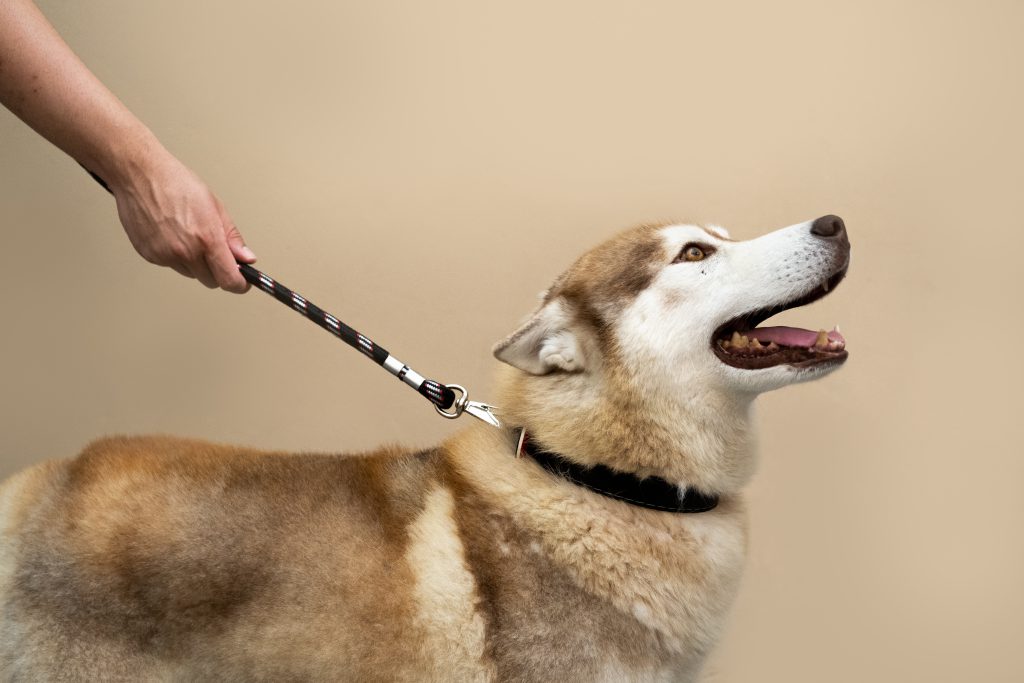 Um Husky Siberiano aparece de lado na imagem. Ao redor do pescoço dele há uma coleira preta. Presa nela, há uma guia que é segurada por uma mão branca. 