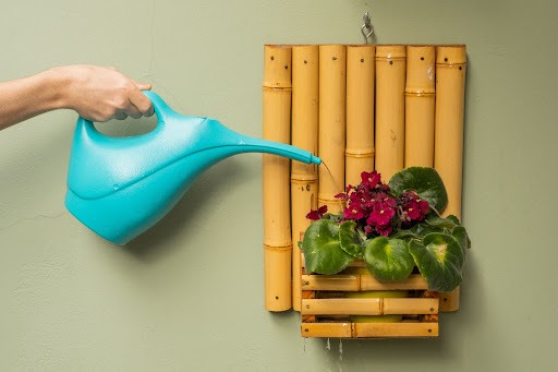  Um vaso de flores dentro de um suporte de bambu envernizado, pendurado em uma parede bege, sendo regado com um regador azul. Segurando ele se vê apenas um braço.
