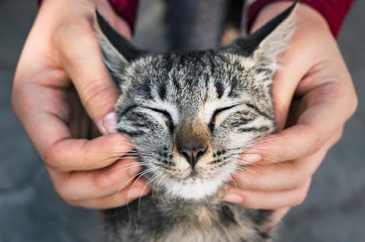 Duas mãos fazendo carinho em um gato rajado de olhos fechados. A imagem representa como cuidar de um gato. 