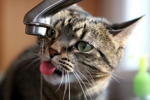 Gato rajado se hidratando em uma torneira, com um fundo desfocado.