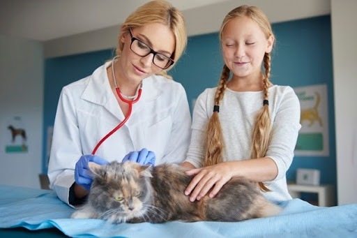 Uma criança branca e loira, e uma veterinária de jaleco, também branca e loira, examinando um gato rajado de três cores, sobre uma maca. Elas parecem felizes. Estão em um consultório veterinário.
