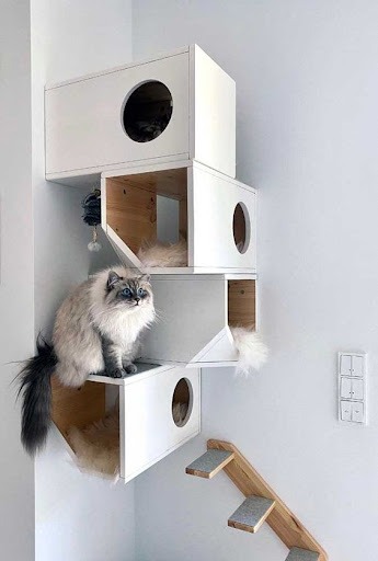 Gato branco e cinza em um playground felino feito em uma parede branca. O animal está em cima da quarta caixa de cima para baixo. Há escadas de madeira com três degraus aparentes.  