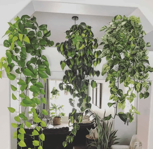 Plantas pendentes na decoração: saiba como usá-la em casa - Blog Astra