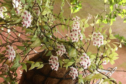 Flor-de-cera branca com miolo rosa, com galhos e folhas abundantes. 