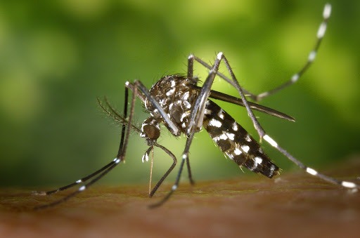 Um mosquito da espécie Aedes aegypti, transmissor de doenças como dengue, zika e chikungunya.