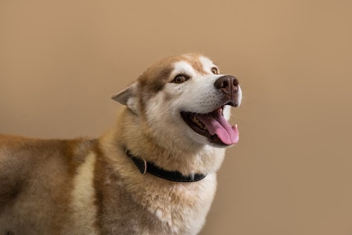 Um cachorro de pelagem branca, cinza e marrom, com a boca aberta e olhando para a câmera.
