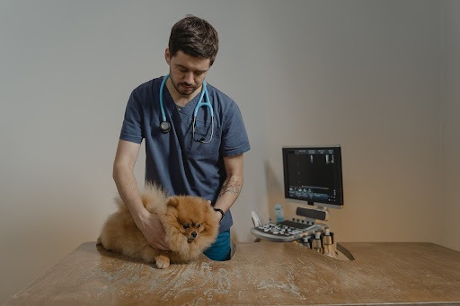 Um médico veterinário avaliando um cachorro pequeno de pelos na cor marrom. O veterinário carrega um estetoscópio no pescoço e há um aparelho para exames próximo à mesa onde o cachorro está sendo avaliado.