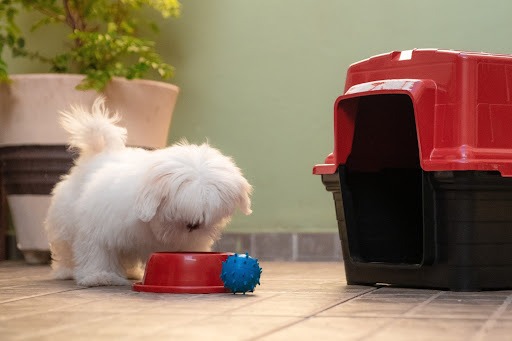 Um cachorro pequeno de pelos brancos se alimentando em um comedouro antiformiga da Astra na cor vermelha. Ele está em um ambiente que parece ser um quintal, com uma bolinha azul ao lado do comedouro. Ao seu redor, estão uma casinha nas cores vermelho e preto, e um grande vaso de plantas.