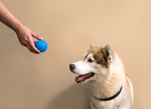 Um cachorro de pelagem branca, cinza e marrom, com uma coleira preta, está com a boca aberta e olhando para uma bolinha azul na mão de uma pessoa.