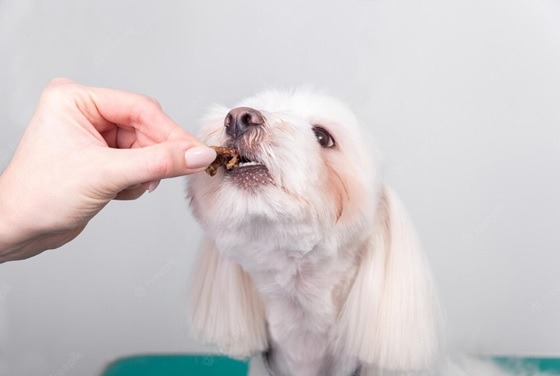 Vemos nesta imagem uma pessoa branca dando um petisco para o cachorro com pelos brancos.