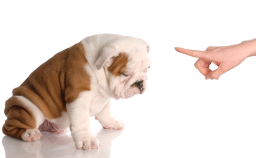 Na imagem vemos uma mão branco apontando para o cachorro, aparentemente chamando atenção e o animal demonstrando estar  triste.