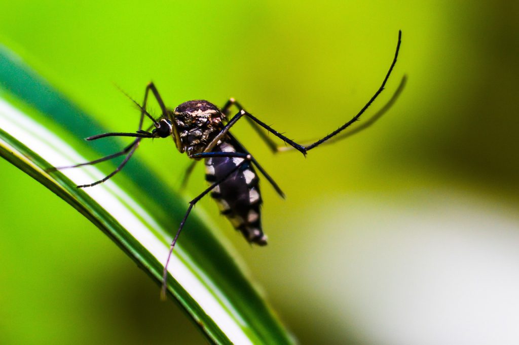 A imagem contém um Aedes Aegypt sobre uma folha